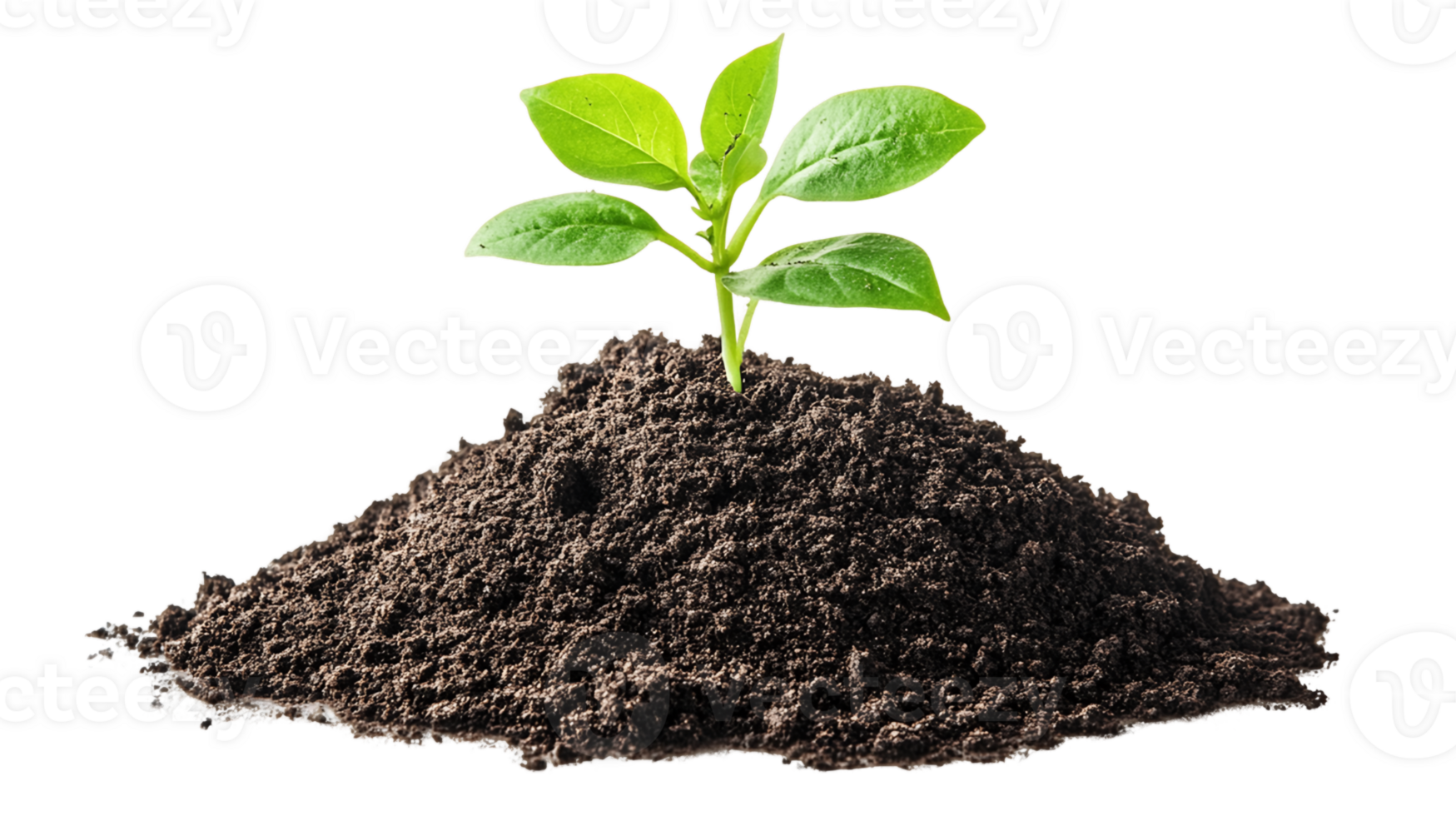 Green Sprout Emerging from Dark Brown Soil png