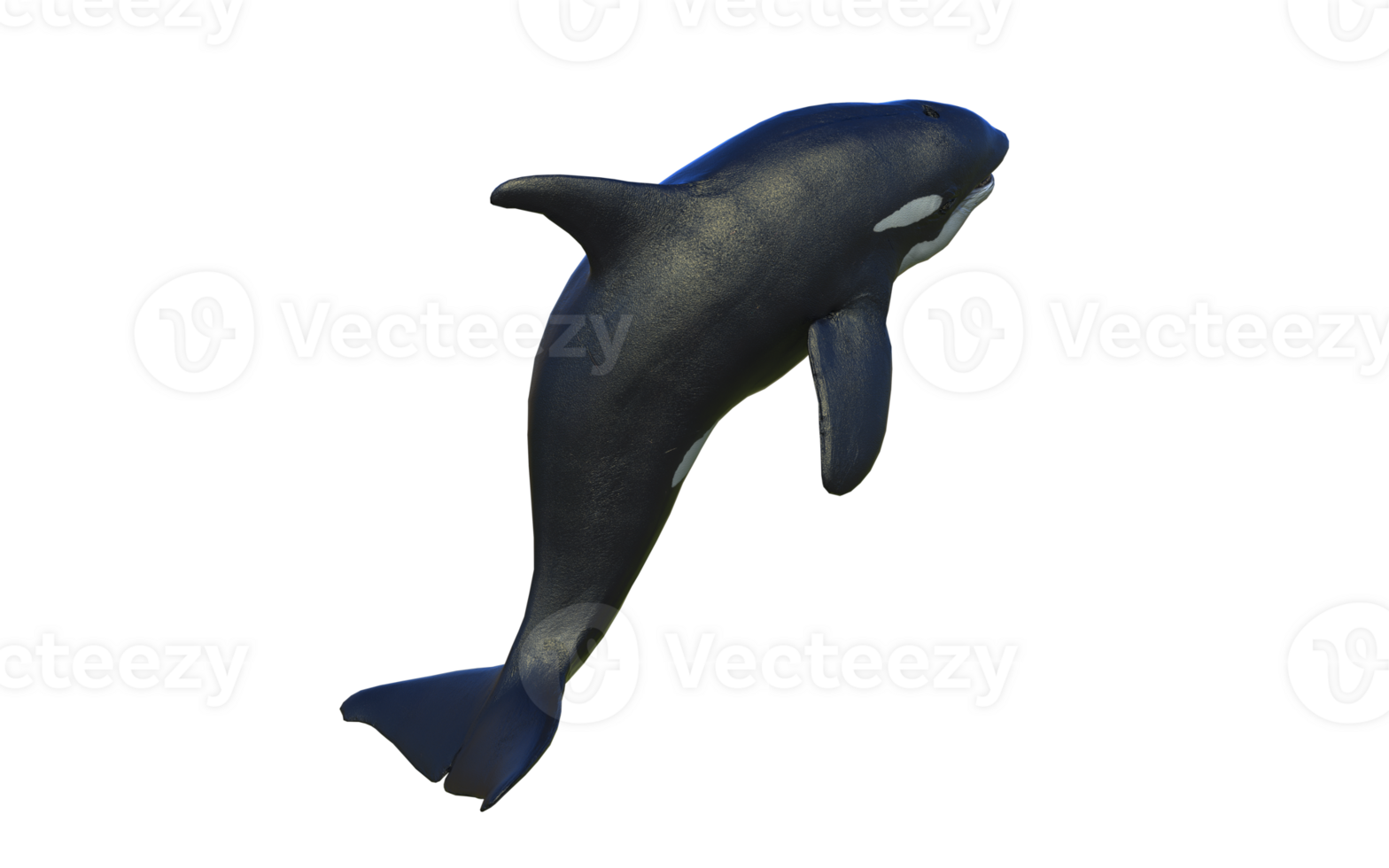 Majestic Killer Whale in back swimming pose. png