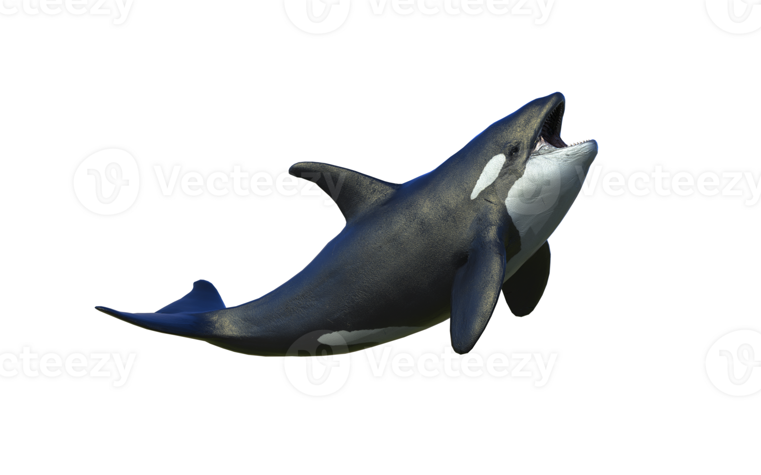 Majestic Killer Whale in happy pose png