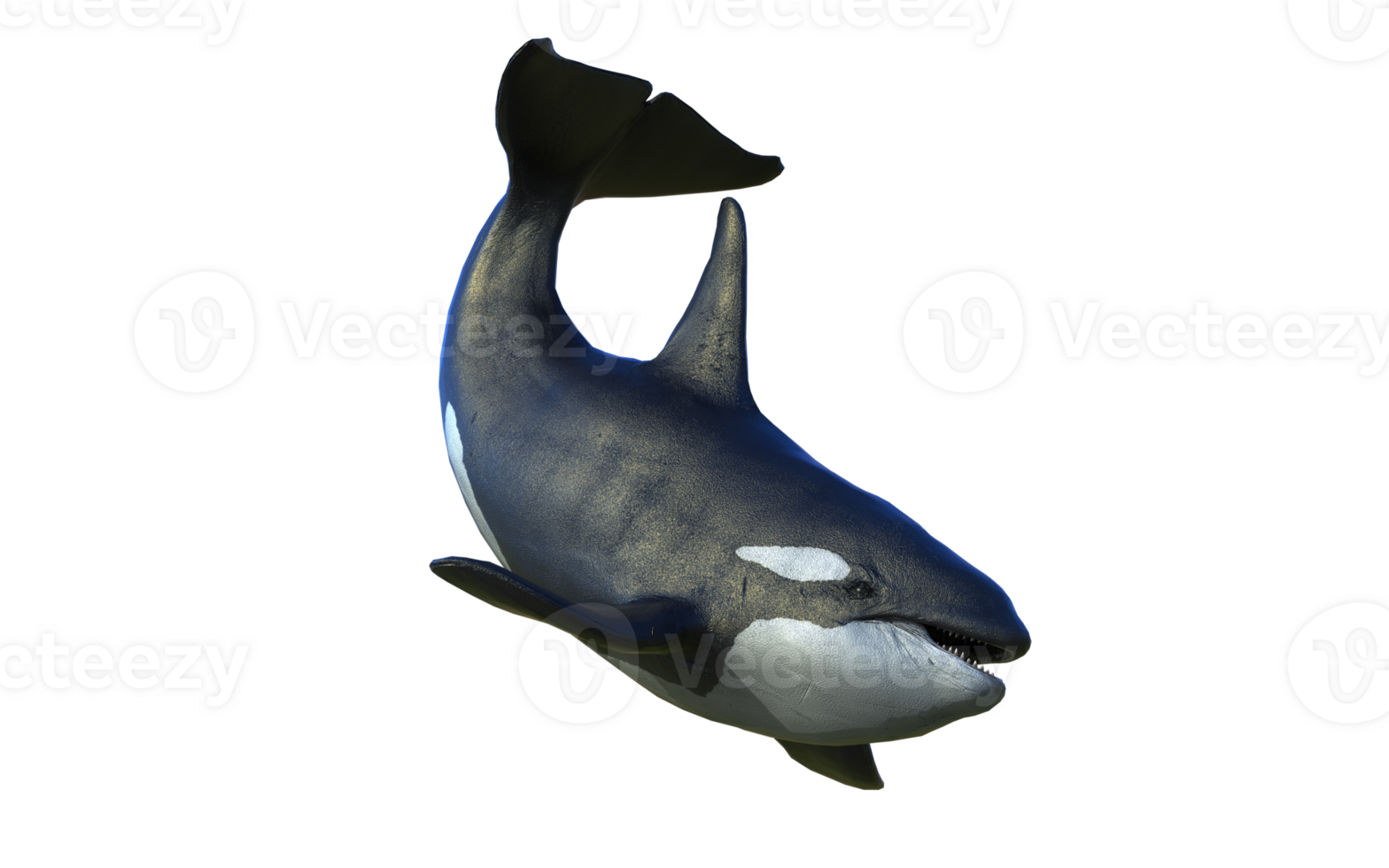 Majestic Killer Whale in front swimming pose. png