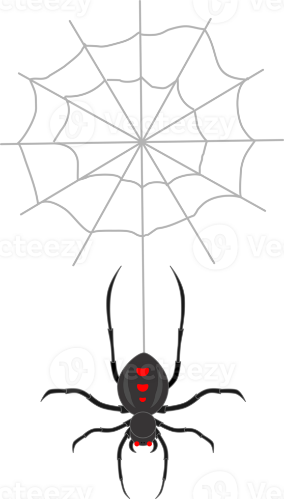 spider and web for halloween design png