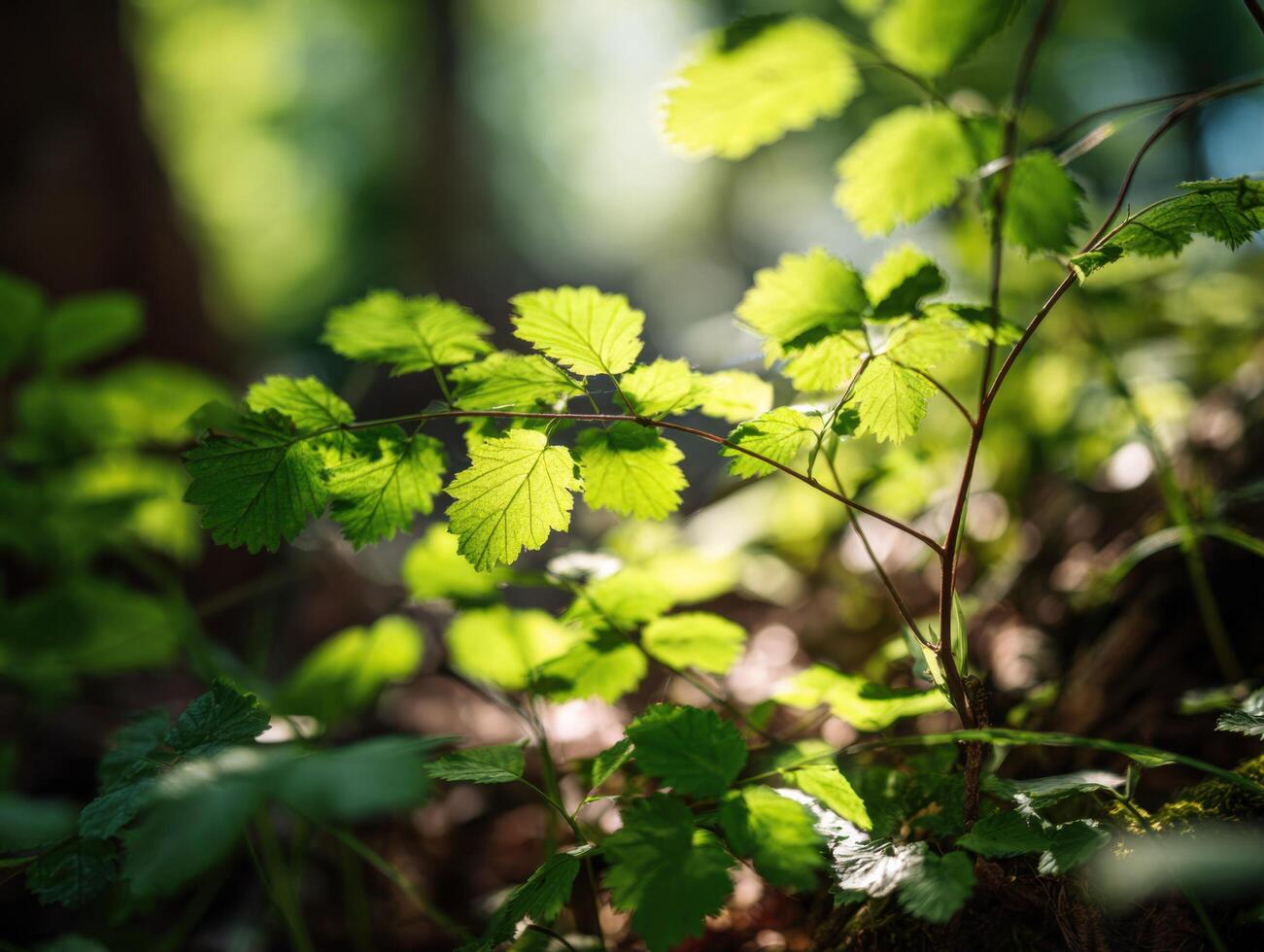 Patches Of Sunlight On A Spring Forest Floor photo