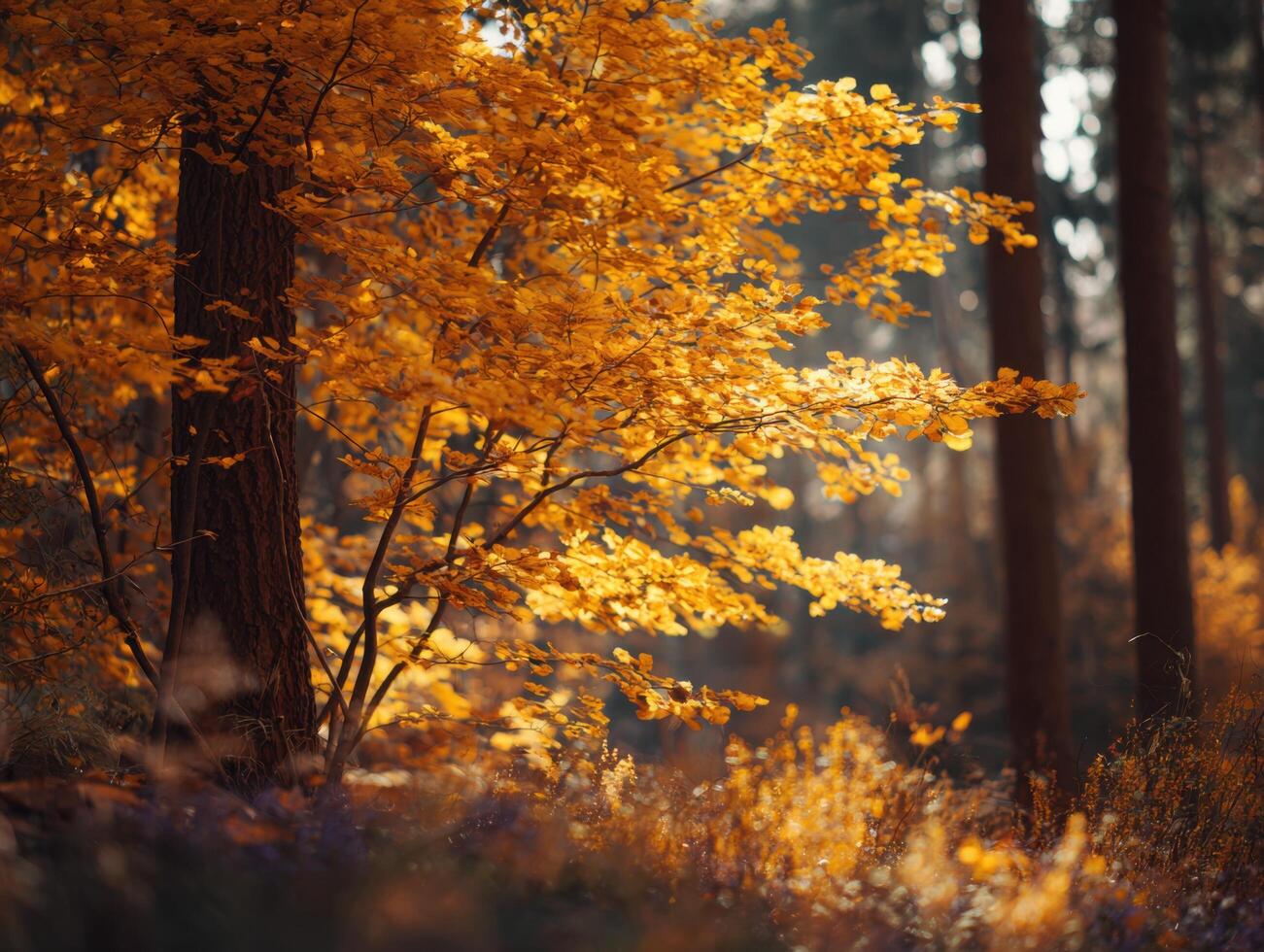 The Bright Yellow Colors Of An Autumn Forest photo