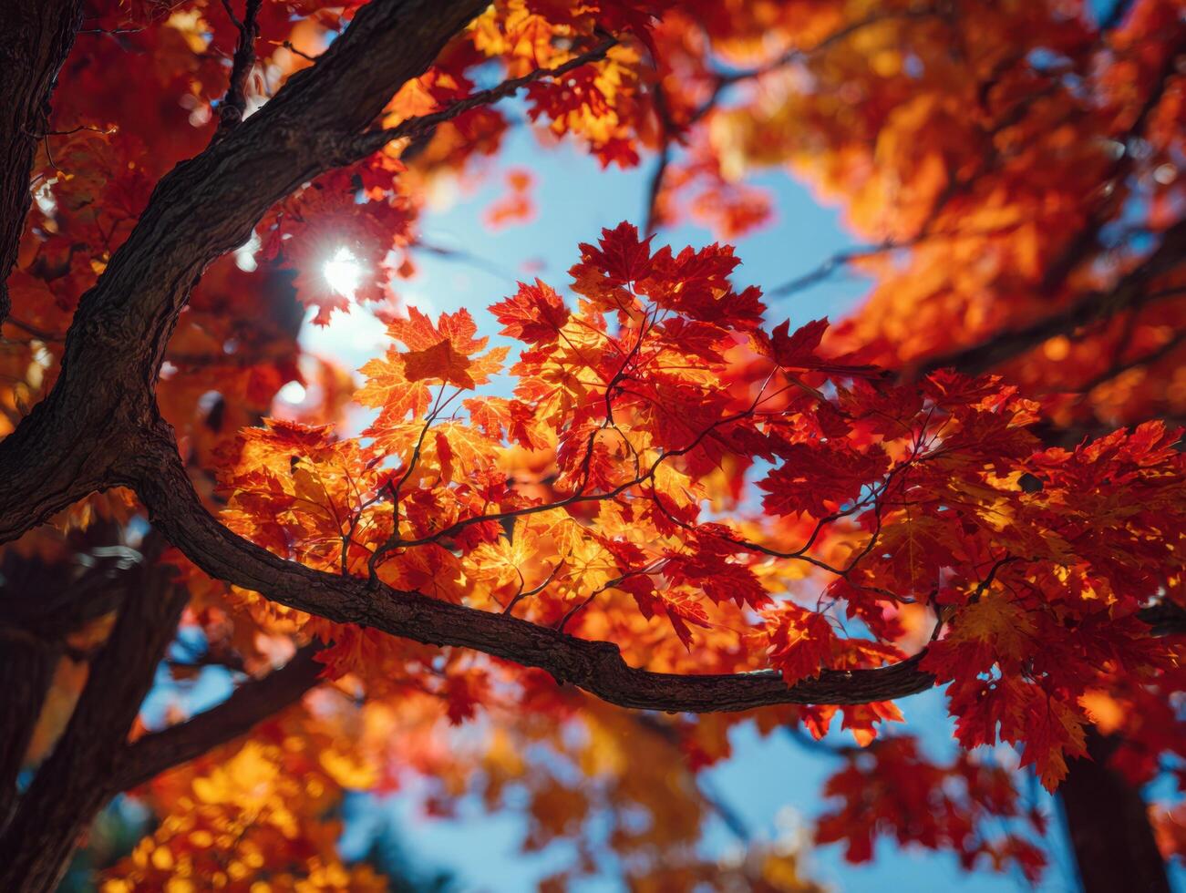 The Bright Autumn Colors Of A Maple Tree photo