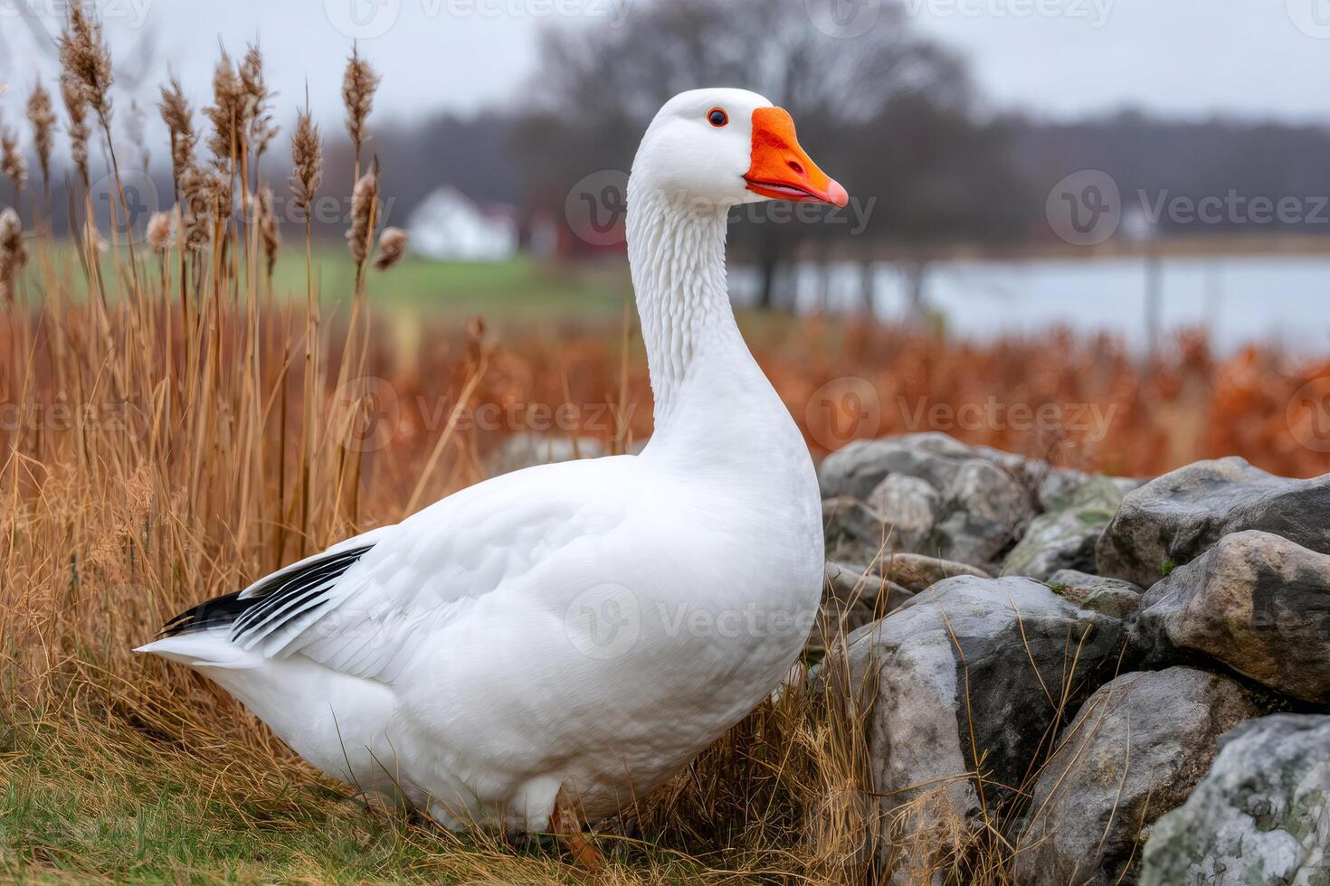 White goose standing near stone wall in autumn landscape photo