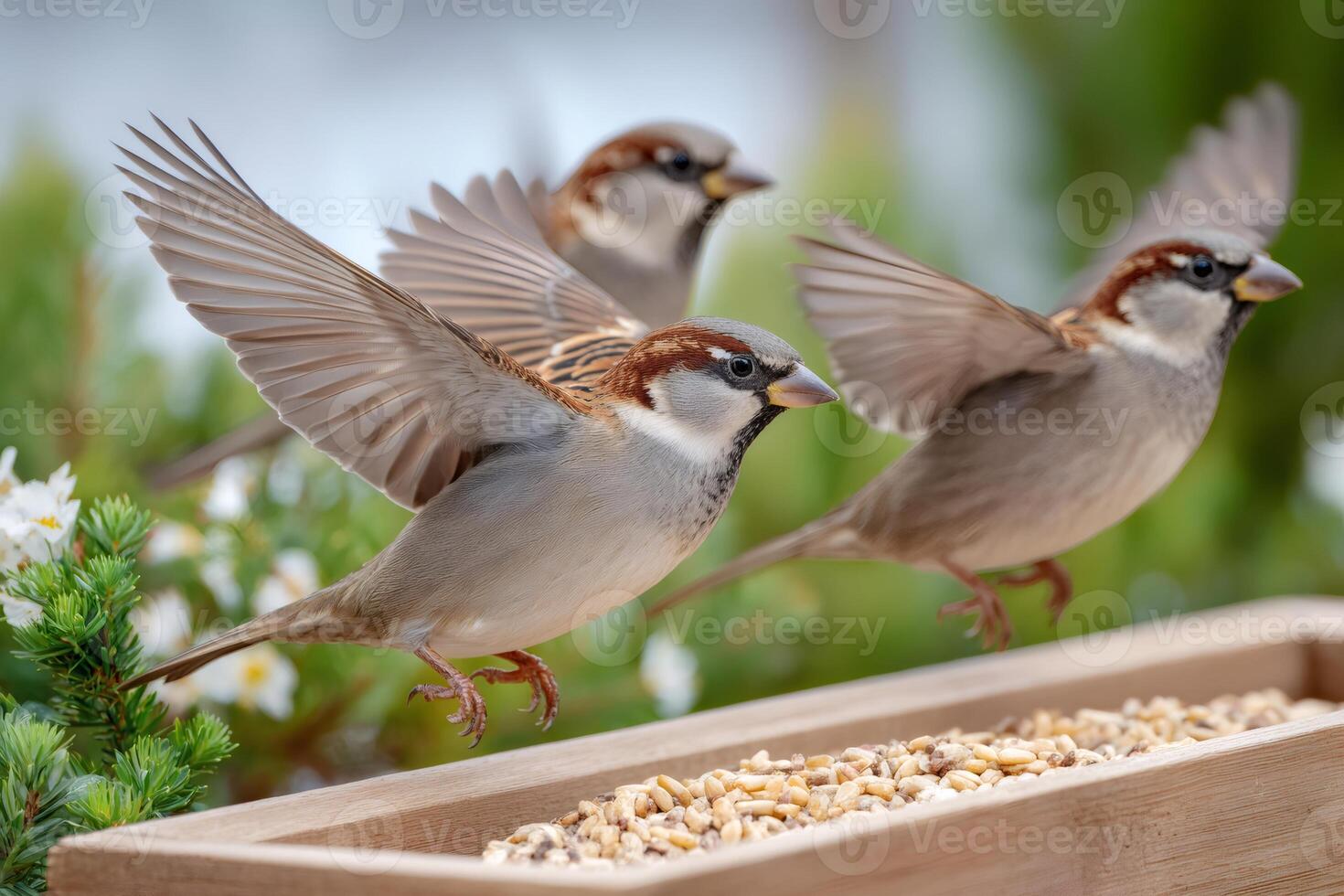 House sparrows landing on bird feeder for seeds photo