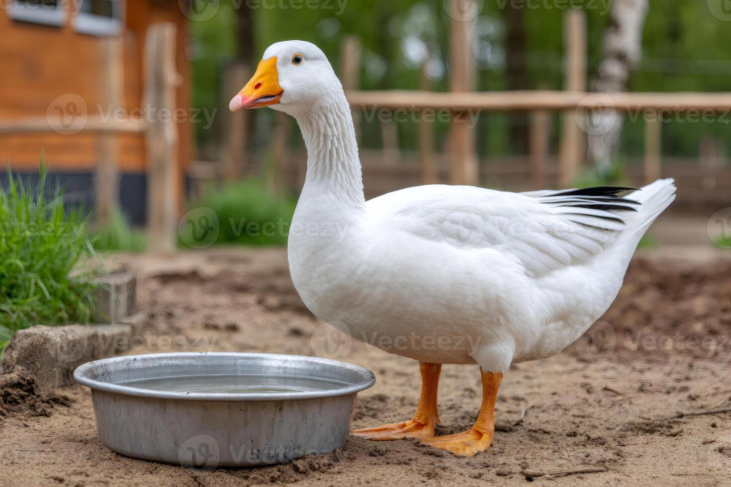 White goose standing near water bowl in farmyard photo