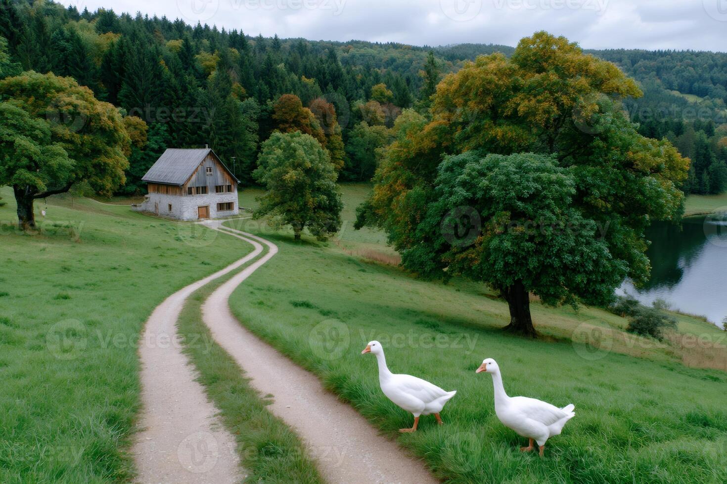 White geese walking on a path near a farmhouse in the Black Forest photo