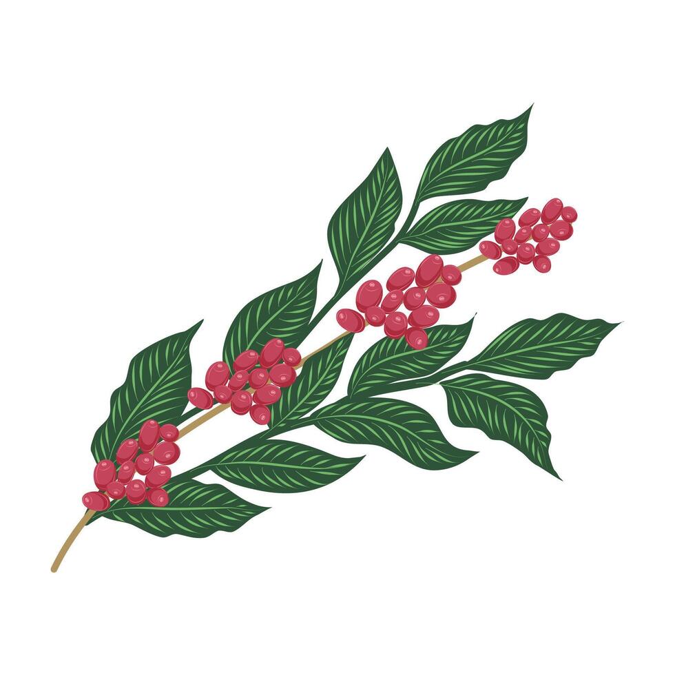 Coffee plant branch with leaves and red coffee cherries. Isolated illustration for botanical designs and coffee packaging. vector