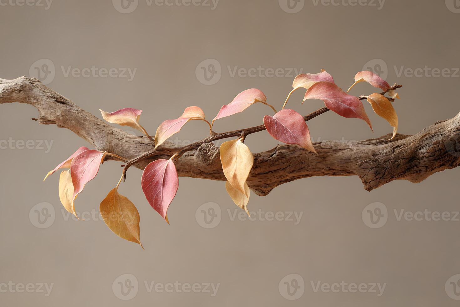 Red Autumn leaves on a branch photo