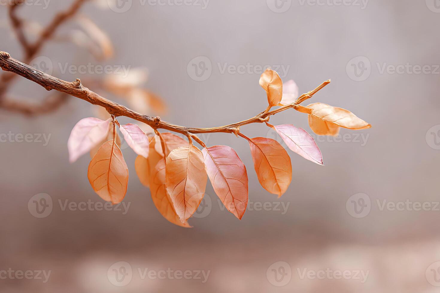 Autumn leaves on a branch photo