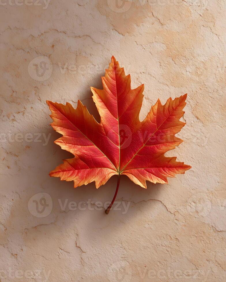 Red maple leaf in autumn. photo