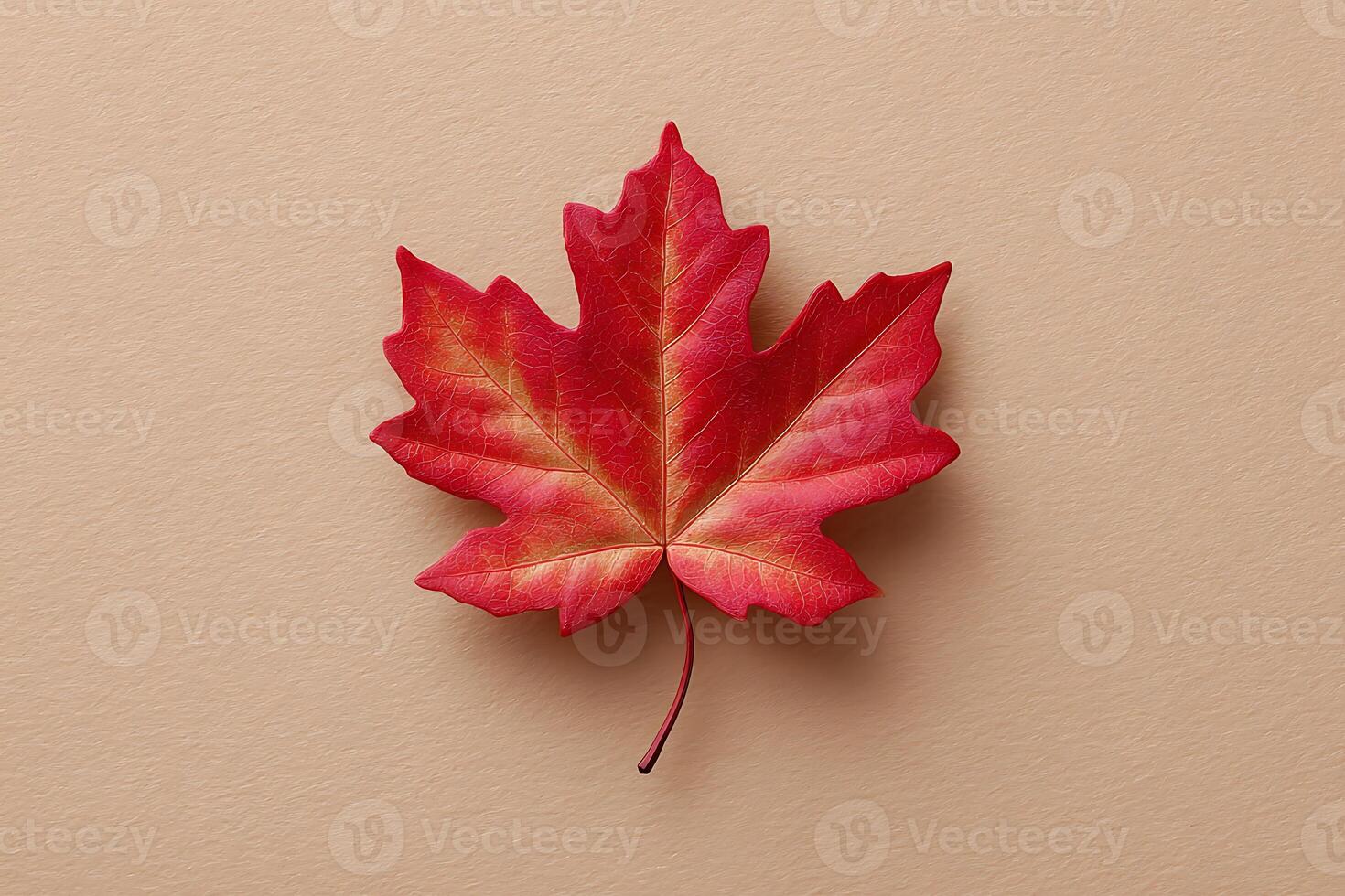 Red maple leaf in autumn photo