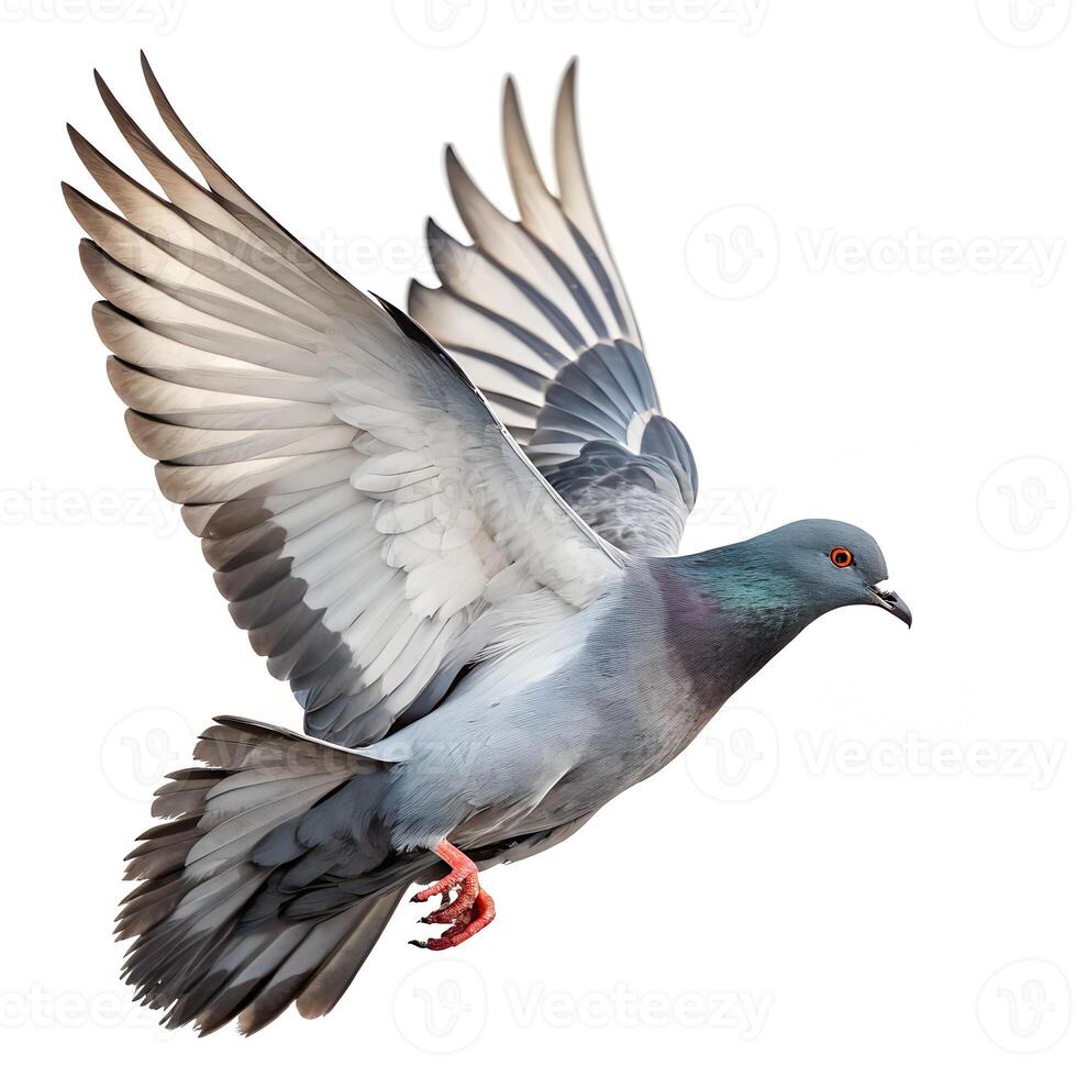 A pigeon is flying in the air on a white background photo