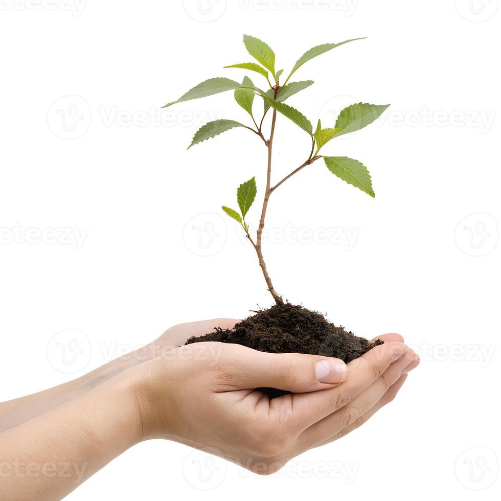 A hand holding a small plant in soil photo