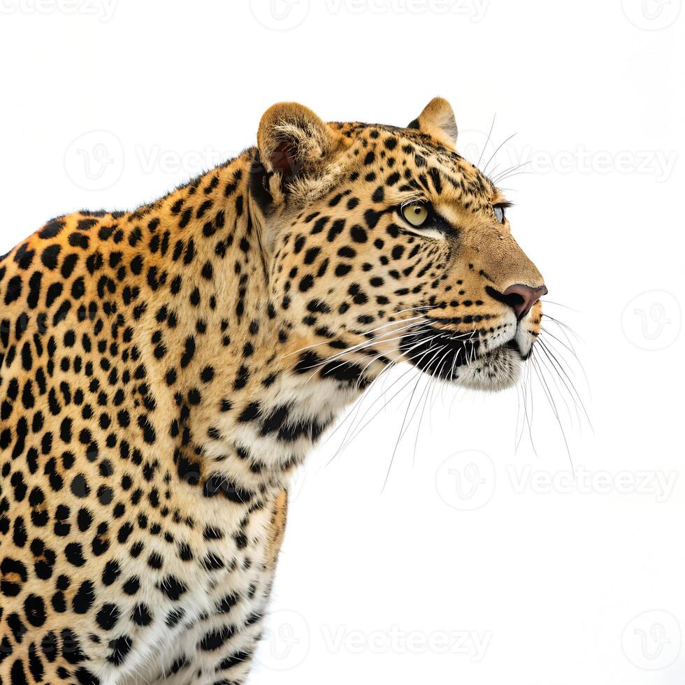 A leopard is standing in front of a white background photo