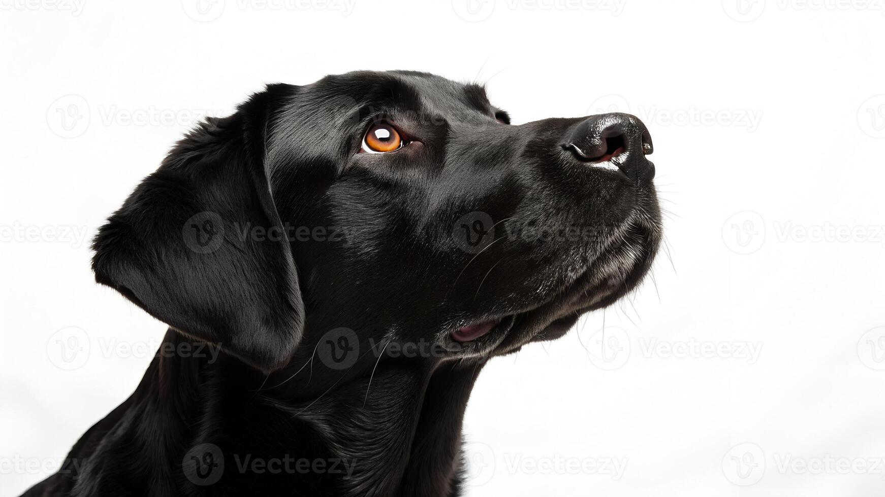 A black dog is looking up at something photo