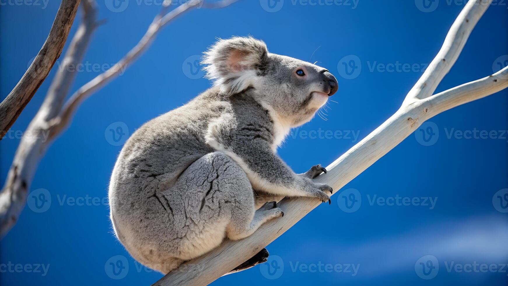 Koala on a tree branch photo