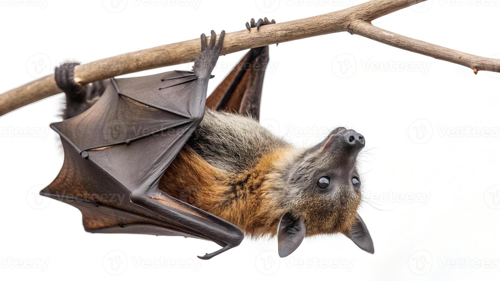 A bat hangs upside down on a branch photo