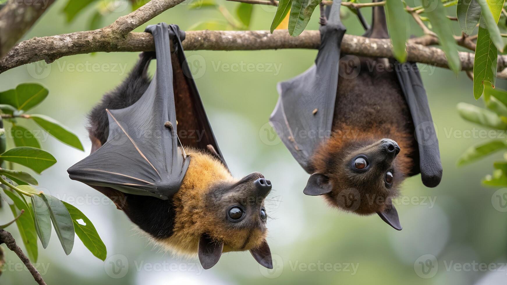 Two bats hanging upside down on a tree branch photo