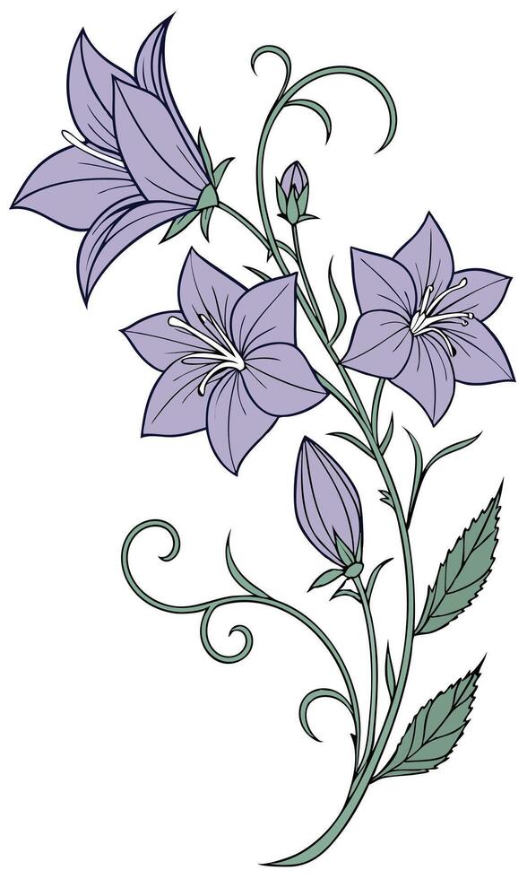 Close-up of the Balloon Flower arranged beautifully and decorated with vines vector