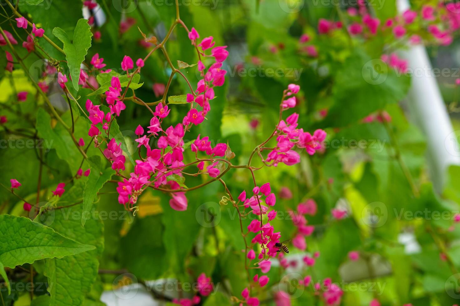 Bright pink coral vine flowers bloom vibrantly among lush green leaves, creating a vivid contrast in a tropical garden setting with a visiting honeybee. photo