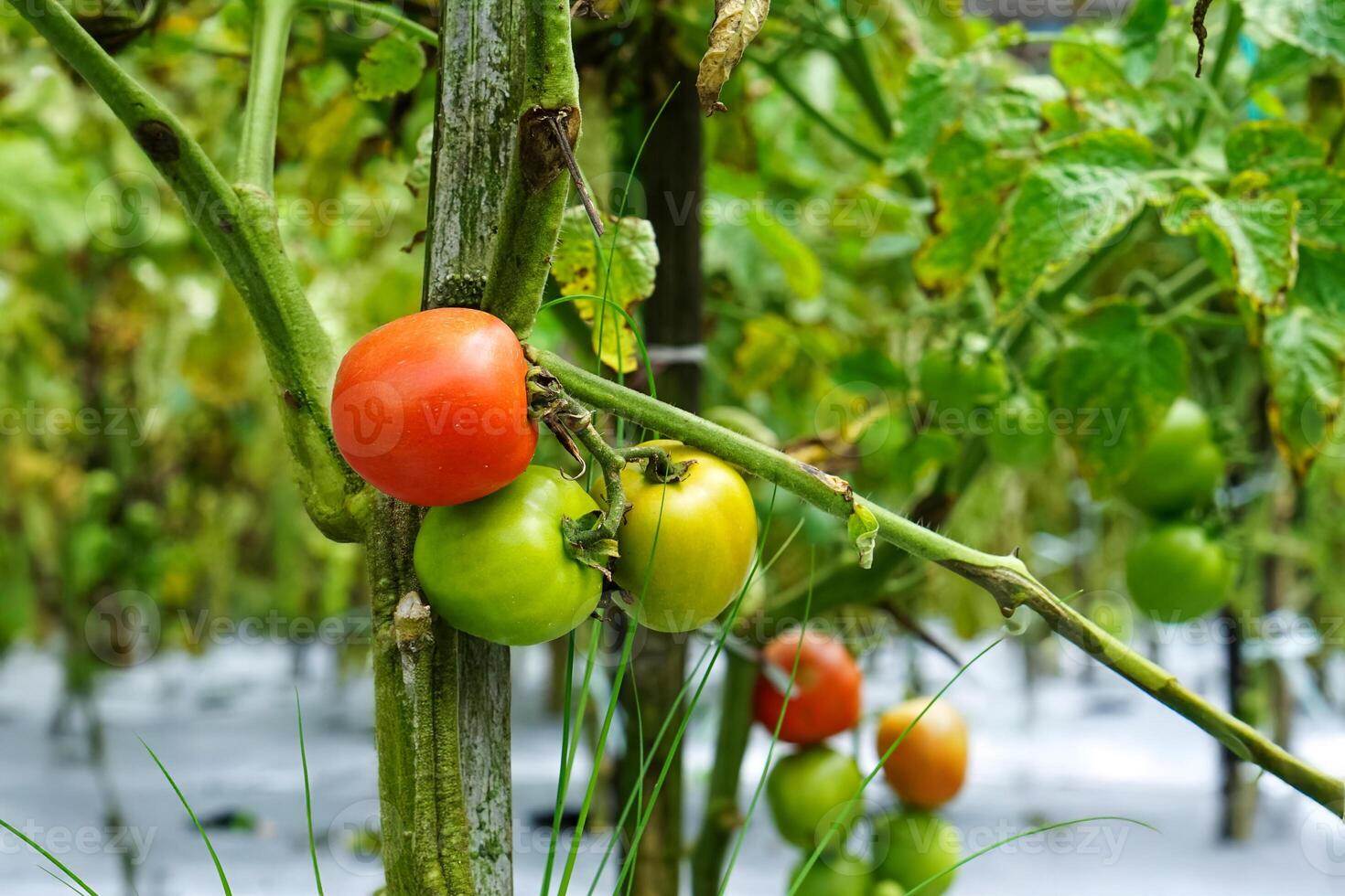 Close-up of a tomato plant with fruits in various ripening stages green, yellowish-orange, and red growing on the vine in a garden with a natural blurred background. photo