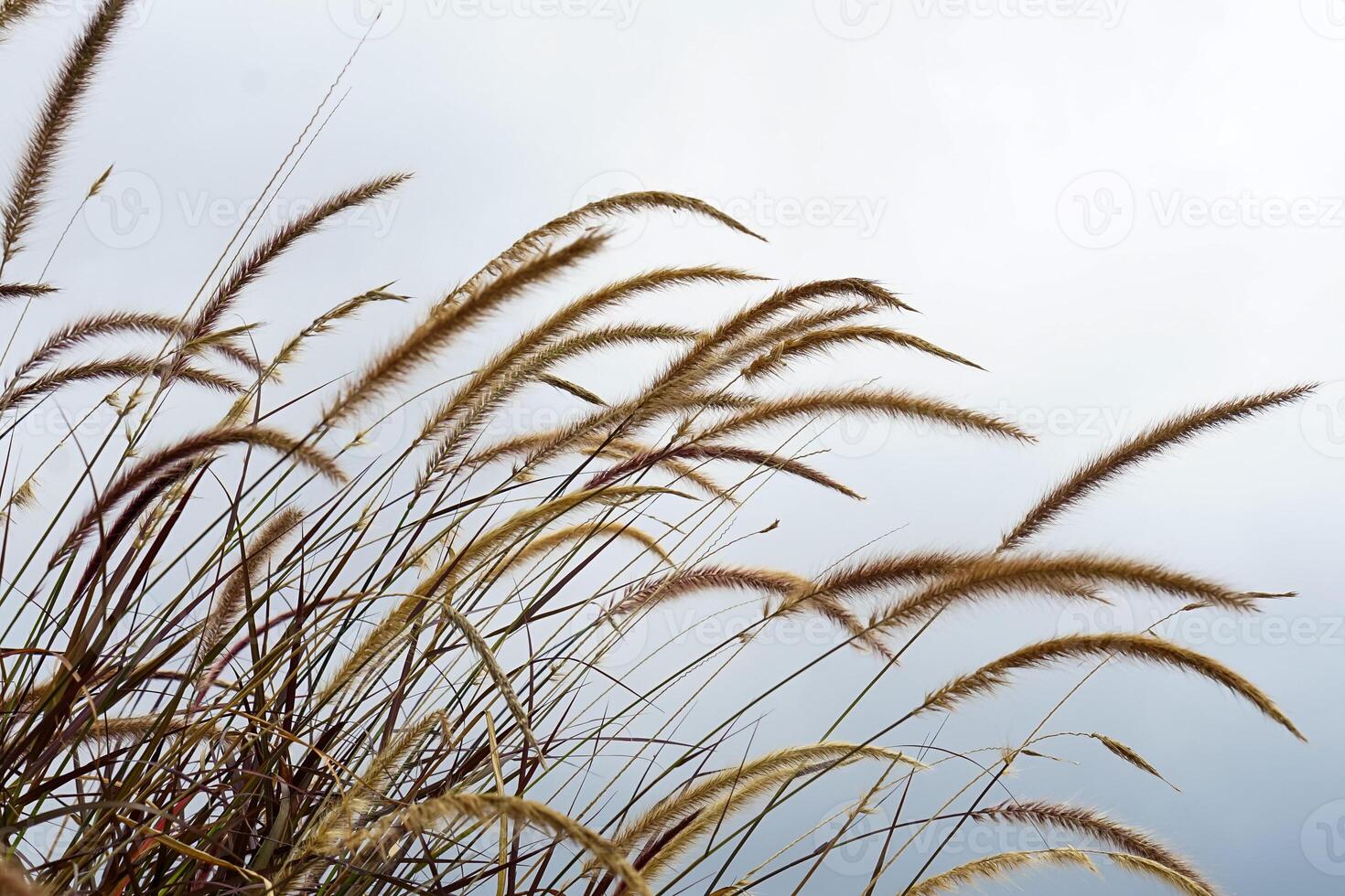Close-up of ornamental grass swaying in the wind against a soft white sky. Minimalist nature background perfect for eco branding, editorial use, or peaceful ad concepts. photo