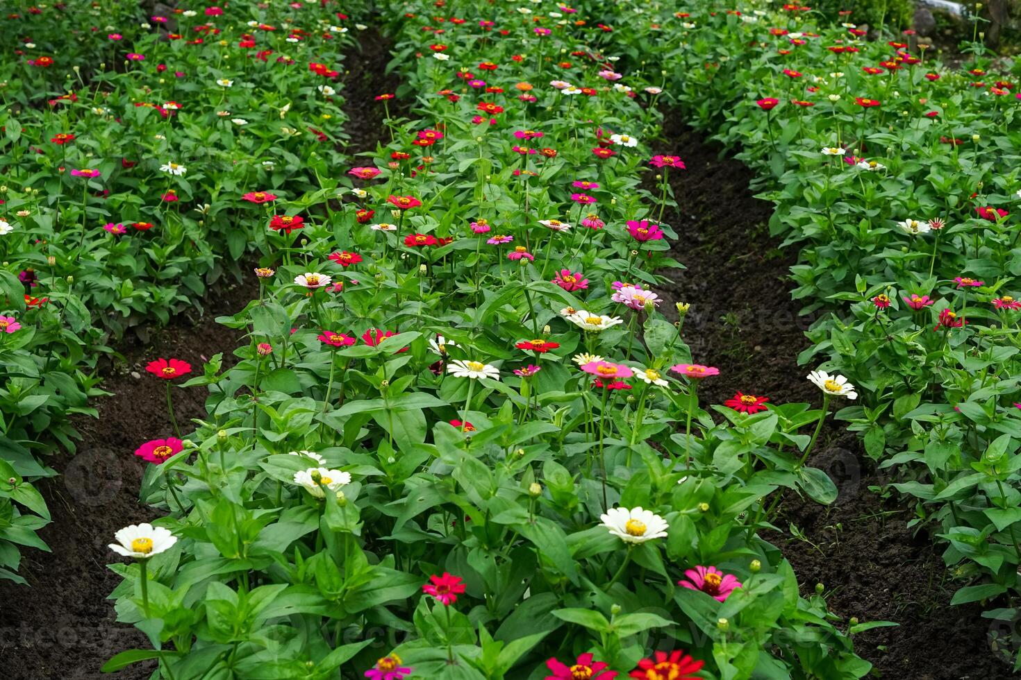 Rows of colorful zinnia flowers blooming vibrantly in a well-maintained garden bed, showcasing a mix of red, white, pink, and yellow hues in full bloom. photo