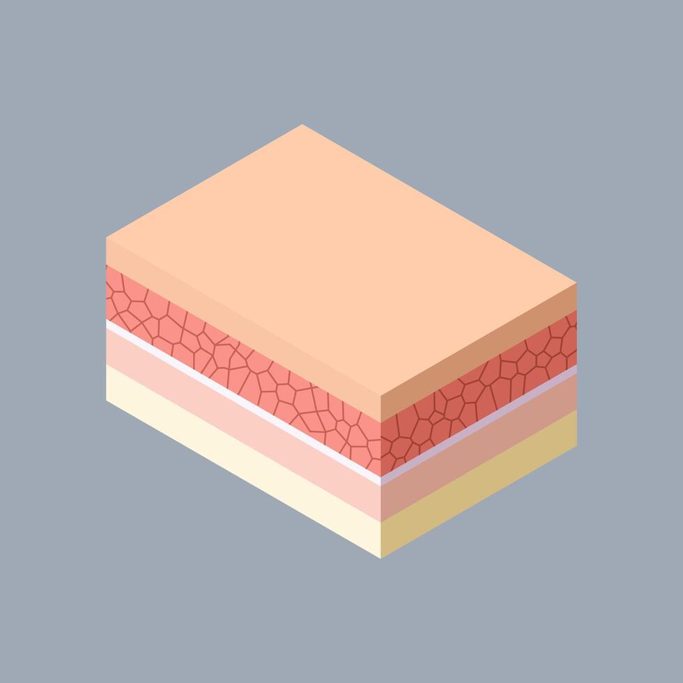 Simple Illustration of Human Skin Layers vector