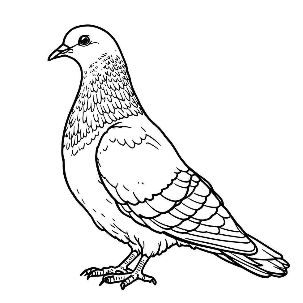 A Detailed Line Art Drawing of a Pigeon Perched Gracefully on its Feet for Coloring Activities vector