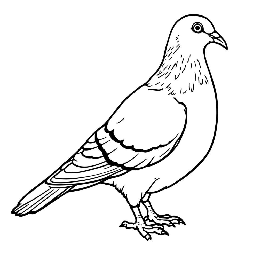 A Detailed Line Art Drawing of a Pigeon Standing Proudly and Ready for Coloring Activities vector