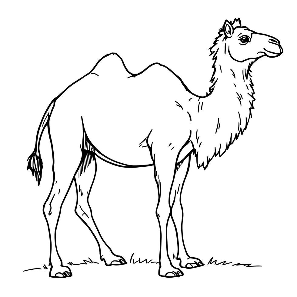 Detailed Line Art Camel Coloring Page For Kids Adults Animals Desert Wildlife Nature Safari Adventure Exploration vector