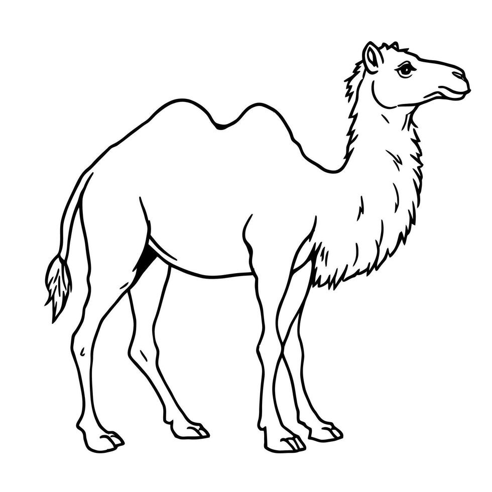 A simple black and white line art drawing of a dromedary camel standing profile view for coloring page vector