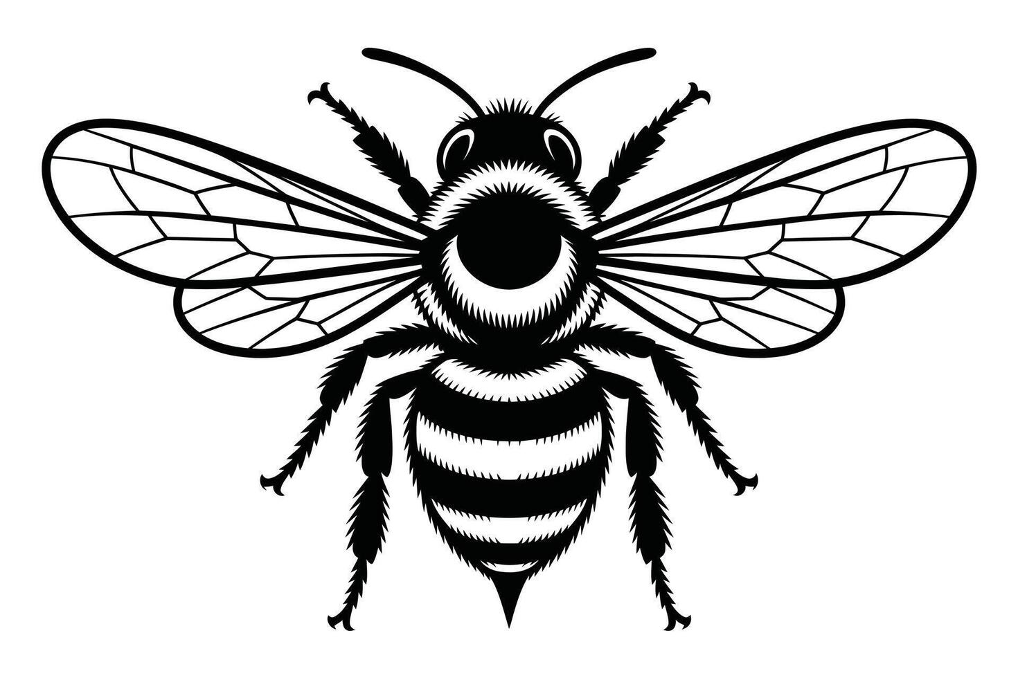 Black and white bee illustration with detailed wings and striped abdomen vector