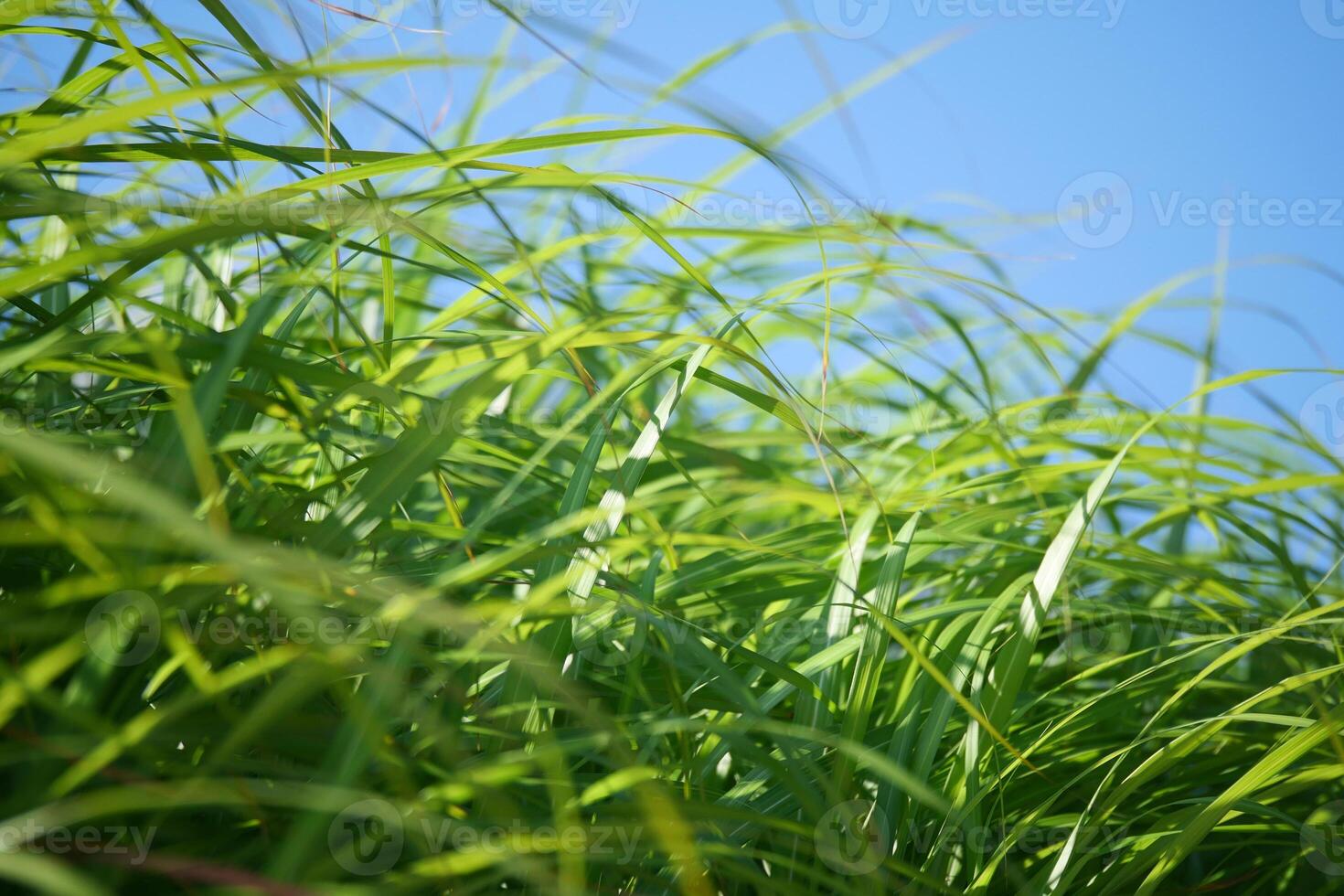 Lush green grass swaying under a clear blue sky photo
