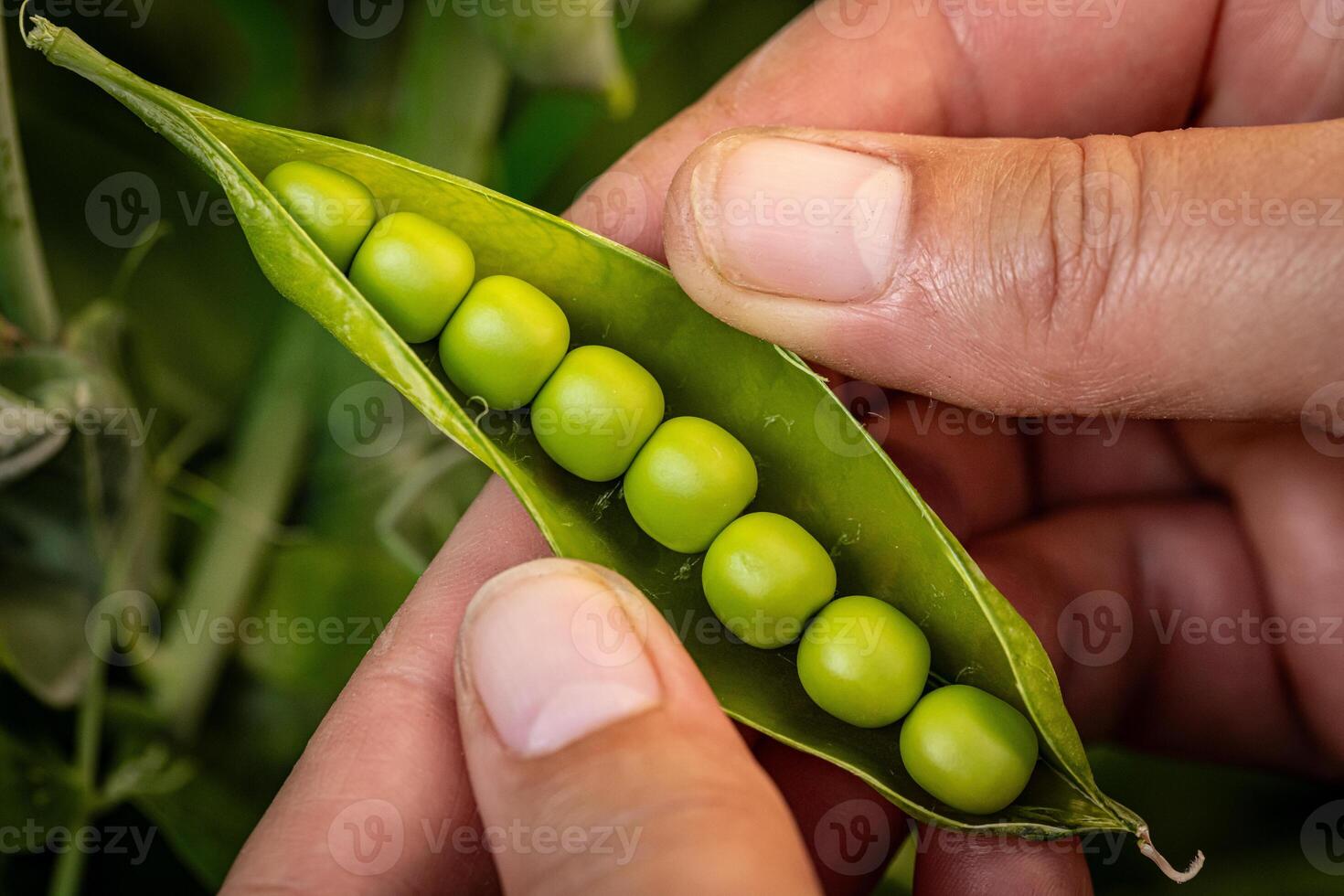 Fresh green peas in a pod photo