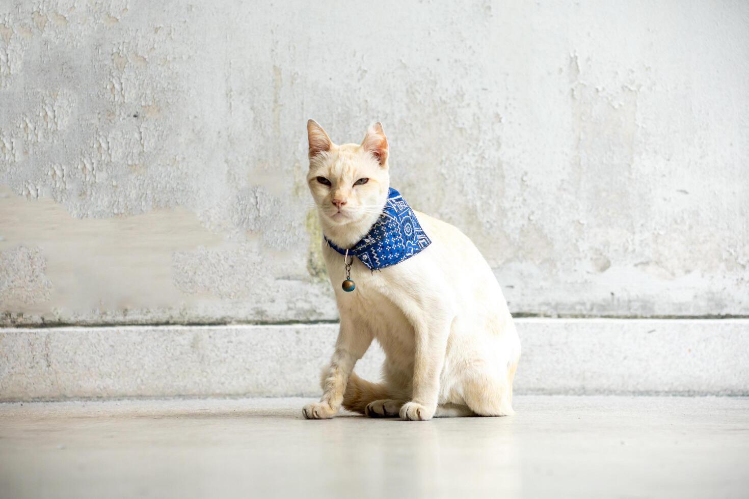 View of white Abandoned cat with a blue scarf sitting, focus selective photo