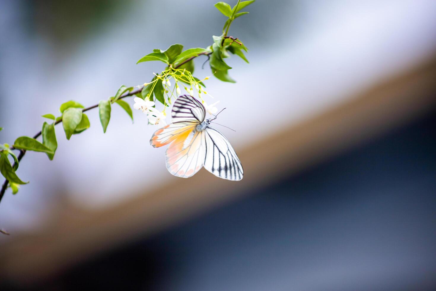the Butterflies drink nectar and pollen on Leaf, focus selective photo