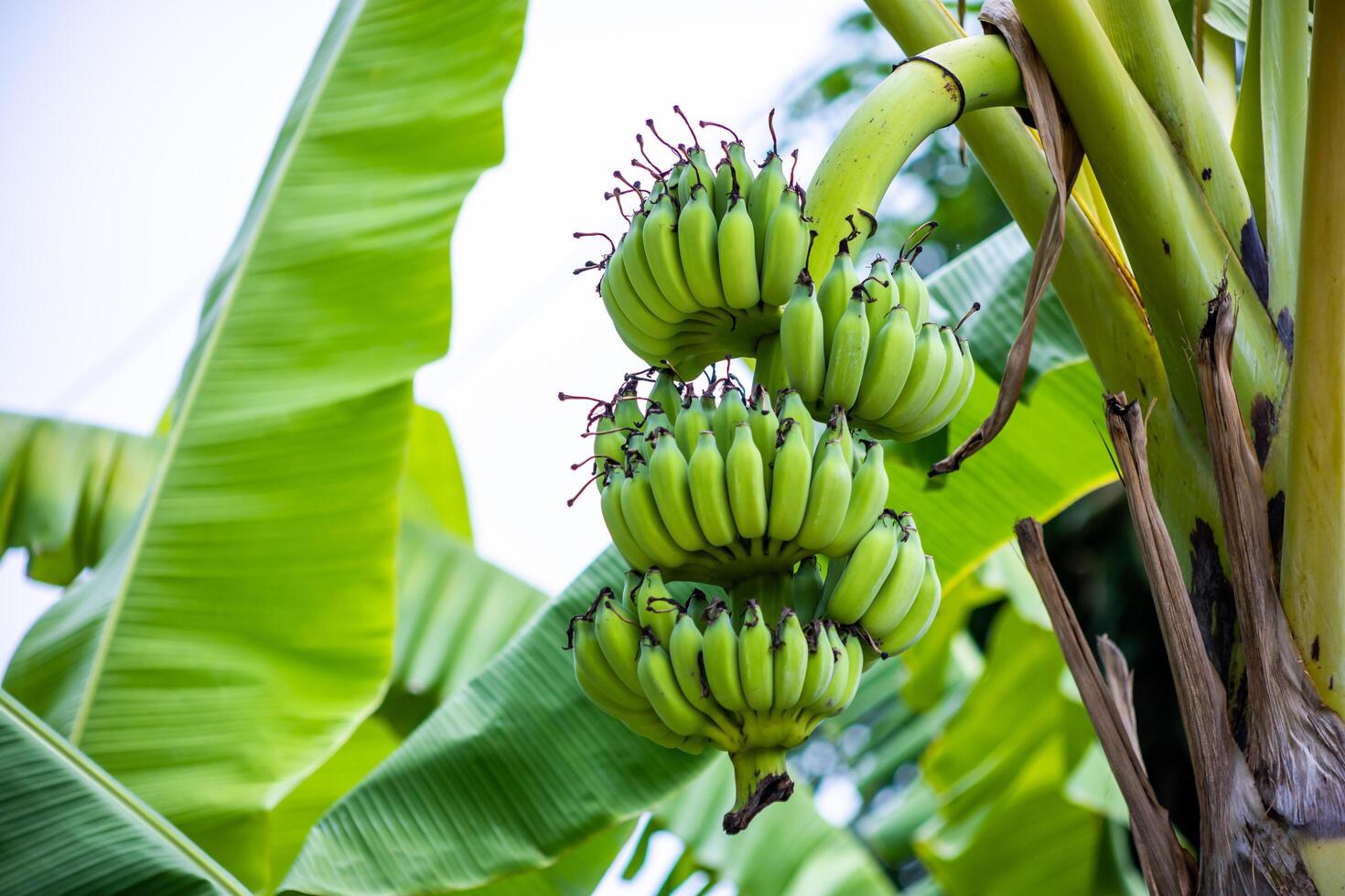 bananas on the tree photo