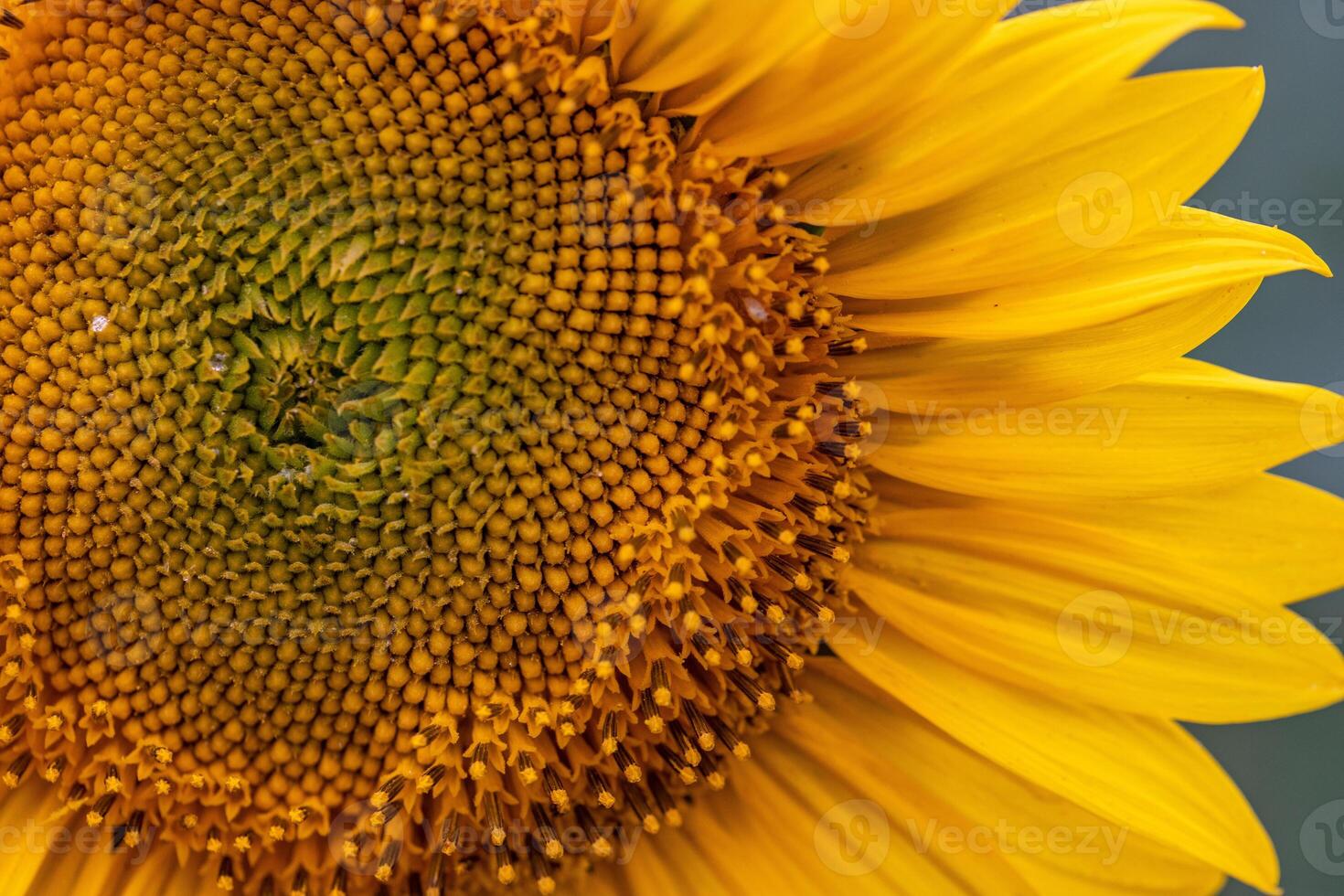 Close up of a sunflower on a sunny day. Macro. photo