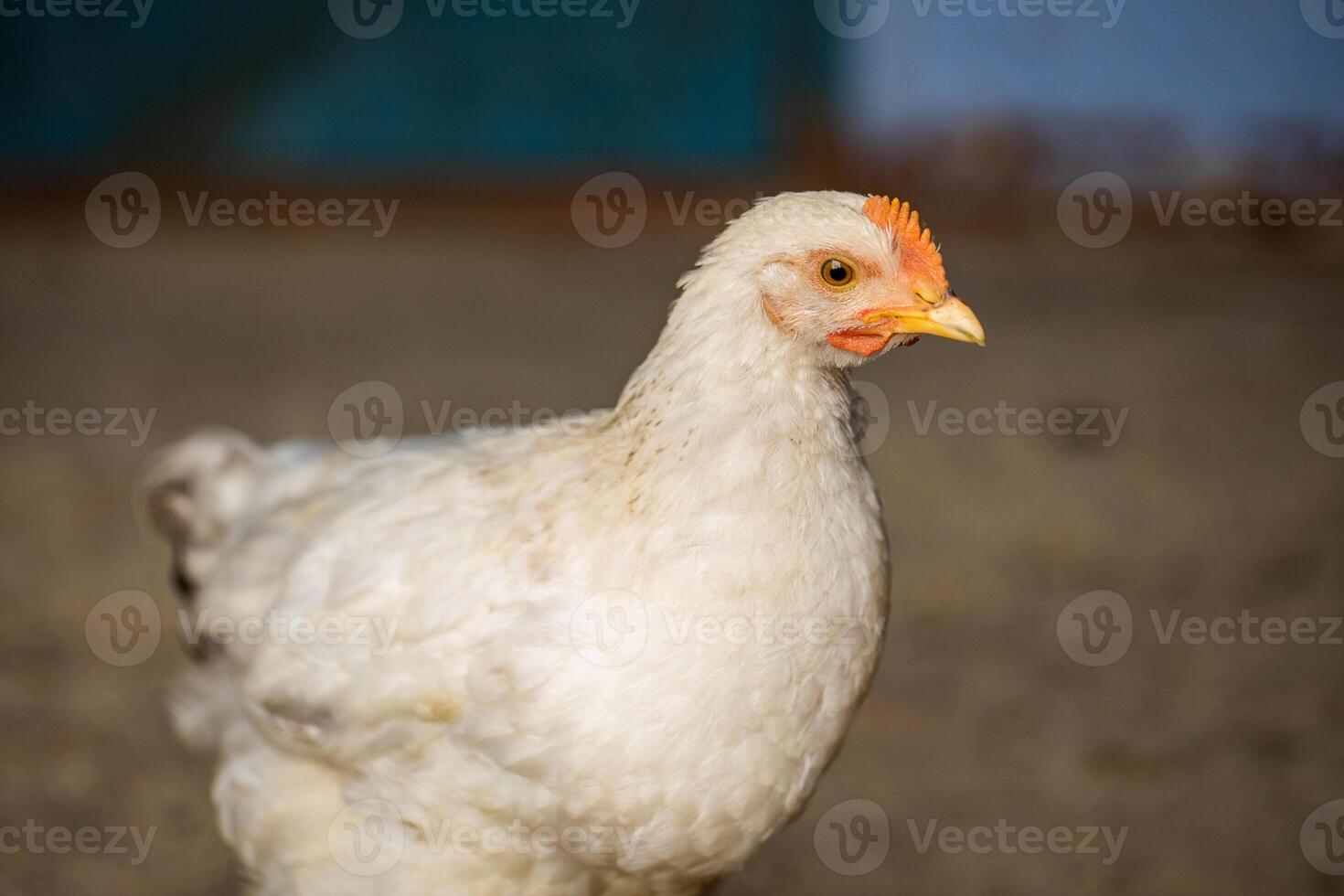White hen on a farm, close-up, selective focus. photo