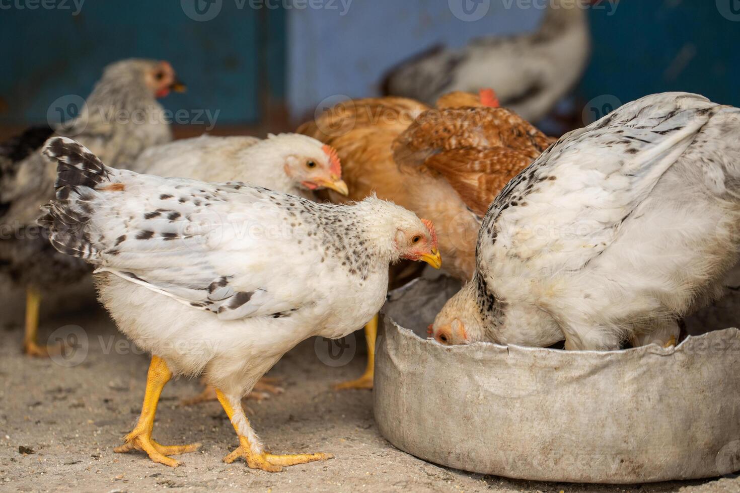 chickens in the henhouse on the farm. selective focus photo