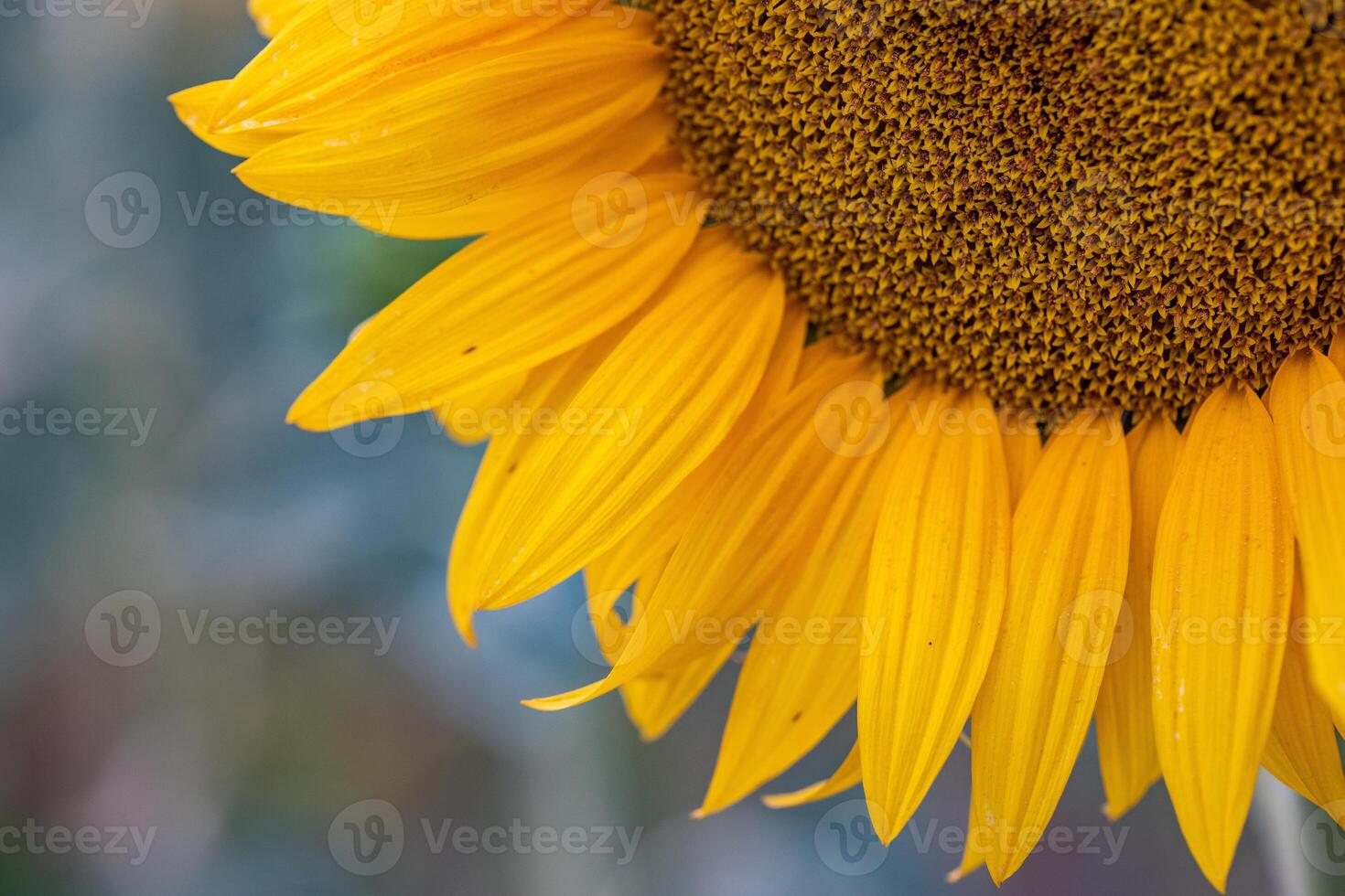Close up of sunflower in the field. Selective focus. photo