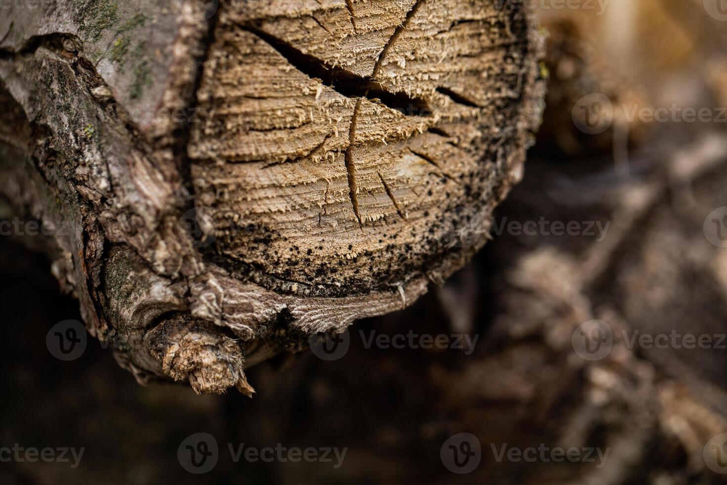 Close-up of weathered wood log texture, showcasing bark and grain details photo