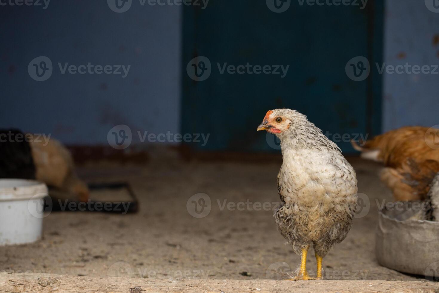 chickens on traditional free range poultry farm in India, Asia photo