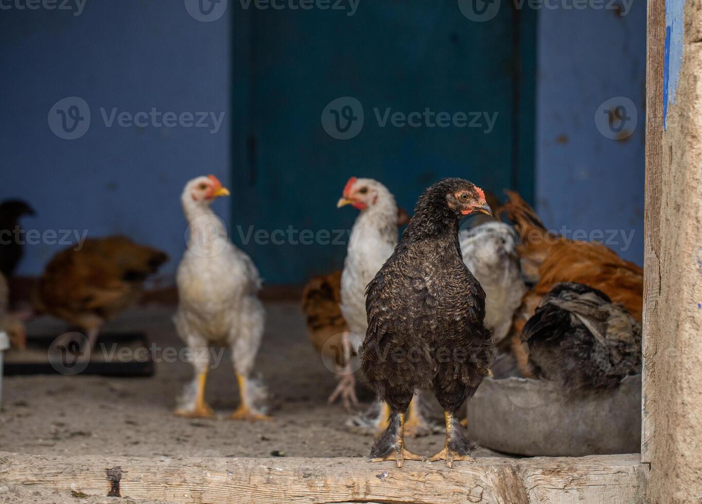 Chickens in the farmyard on a sunny day. chickens on the traditional free range poultry farm in the village. Eco meat from farming. photo
