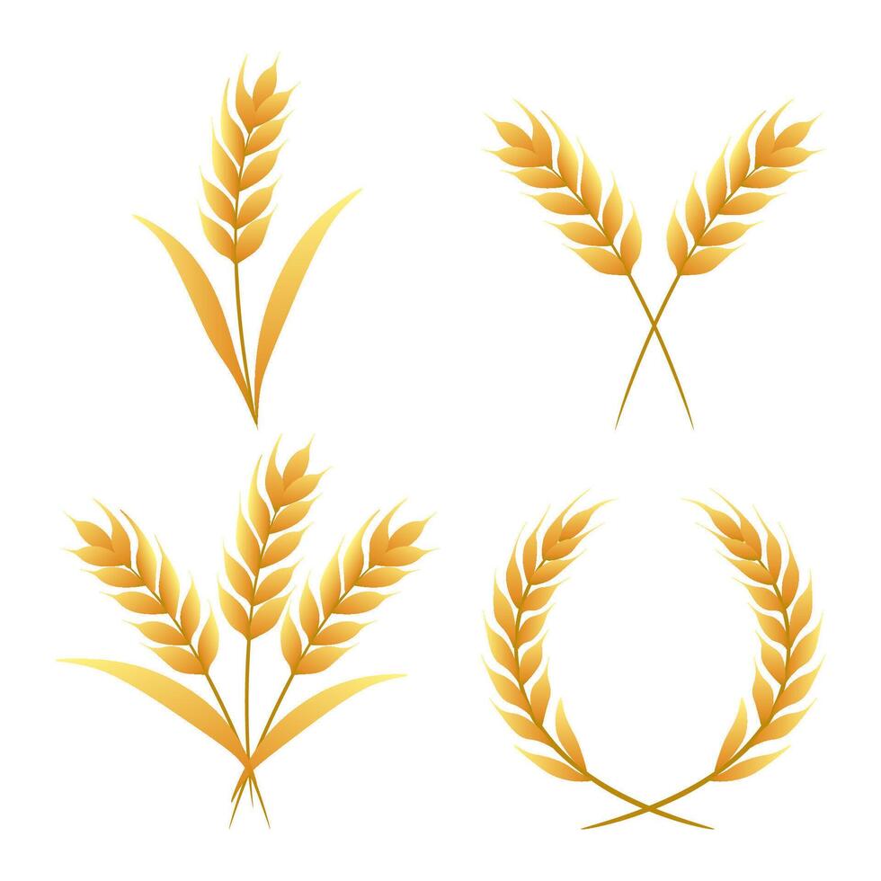 Set of golden wheat ears individual stalks, bunches and wreath. illustration vector