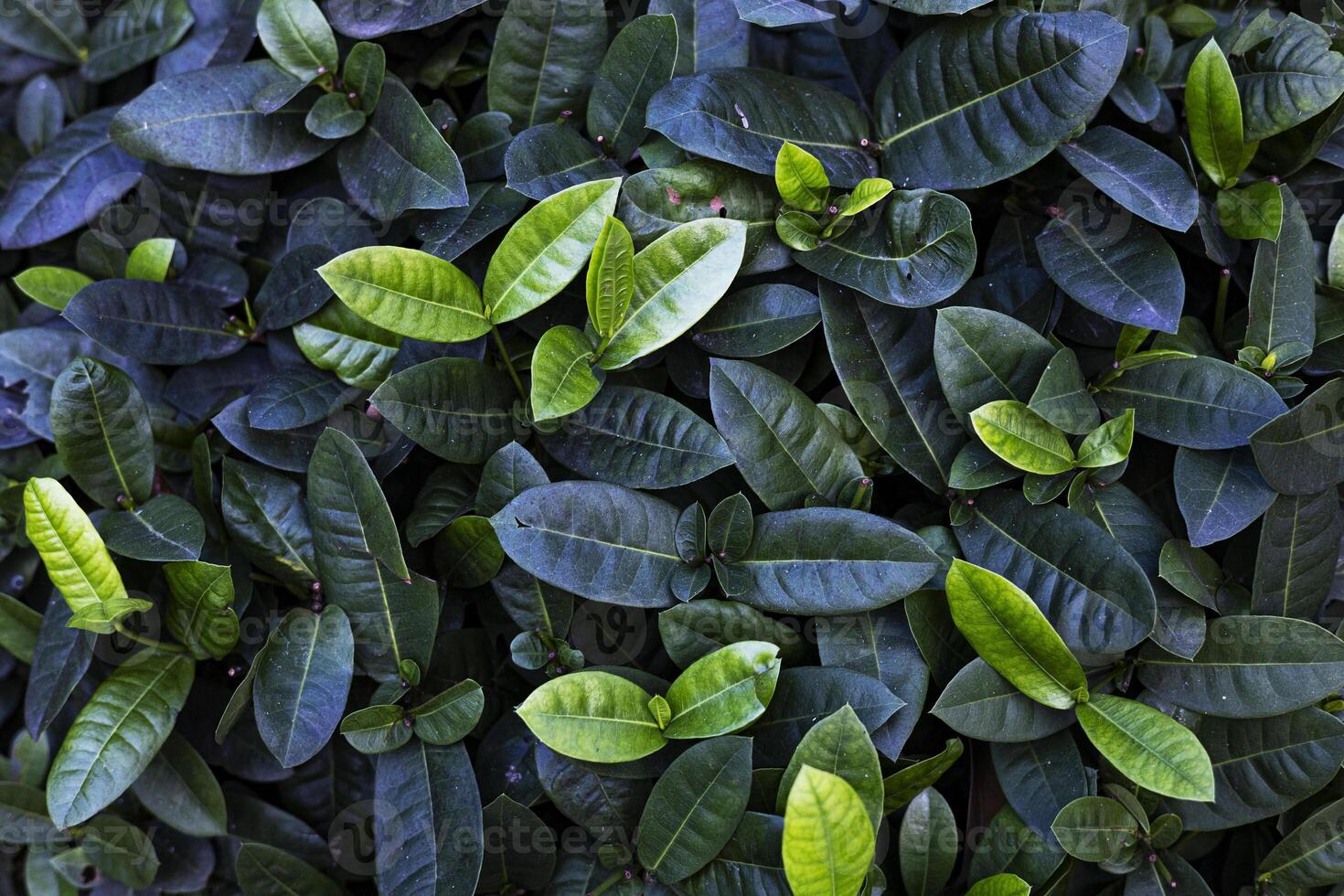 Background Of West Indian Jasmine Tree photo