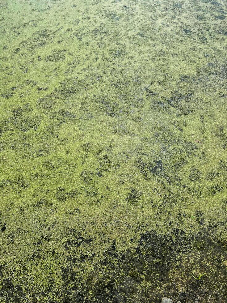 Duckweed floating on the surface of a tranquil pond, creating a lush green carpet, with sunlight filtering through the water, serene aquatic environment, Marshland landscape photo